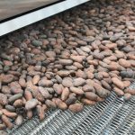 Roasting Cocoa Beans