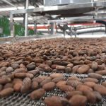 Process of Cooling Cocoa Beans