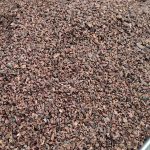 Cocoa Nibs
