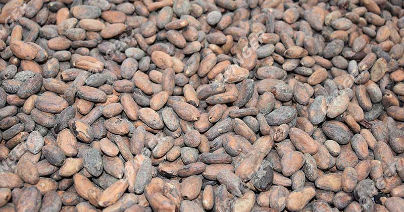 Cost of Cocoa Beans