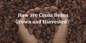 How are Cocoa Beans Grown and Harvested