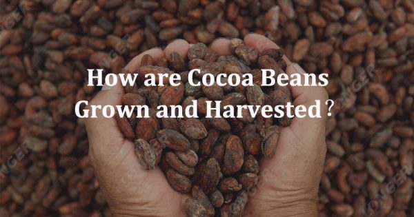 How are Cocoa Beans Grown and Harvested？ - Cocoa Machinery