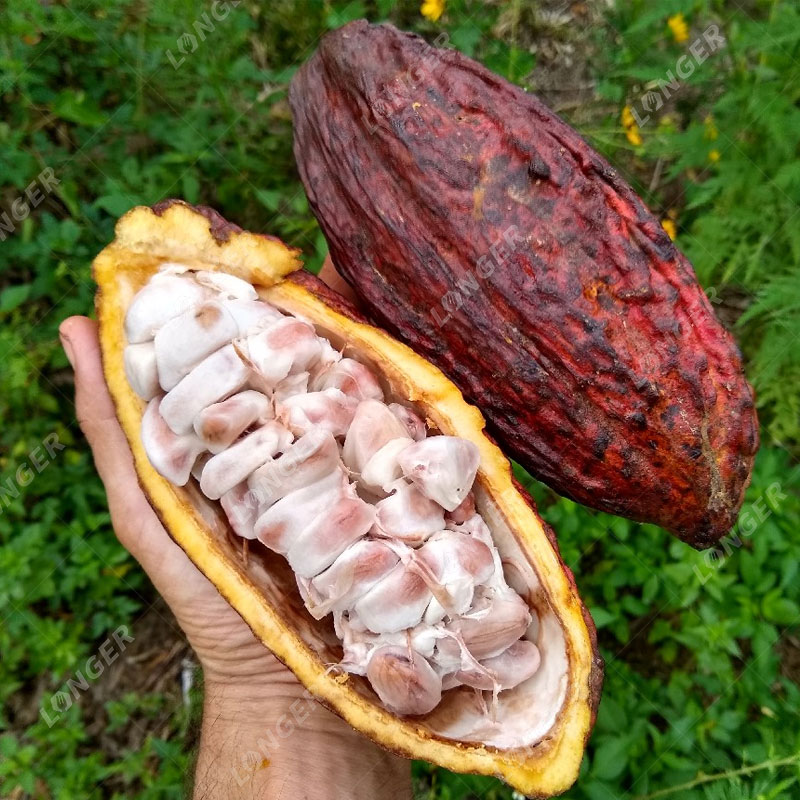 Harvesting Cocoa Beans