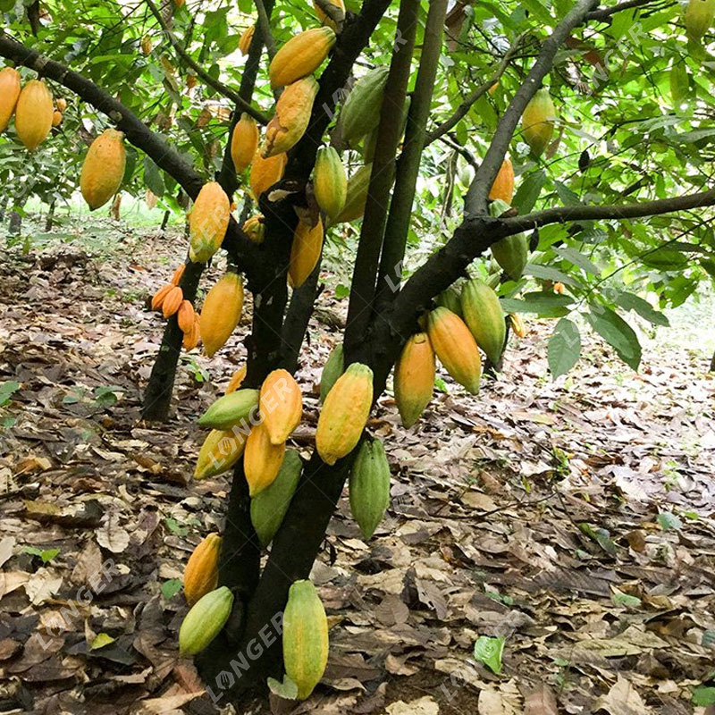Growing Cocoa Trees
