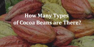 How Many Types of Cocoa Beans are There