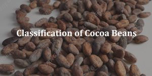 Classification of Cocoa Beans - Based on Quality