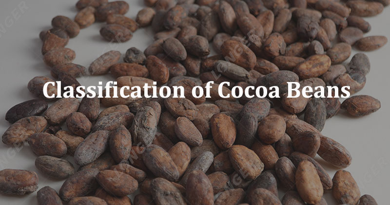 Classification of Cocoa Beans - Based on Quality