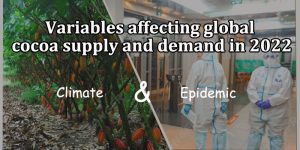 Variables affecting global cocoa supply and demand in 2022