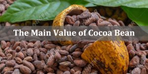 The Main Value of Cocoa Bean