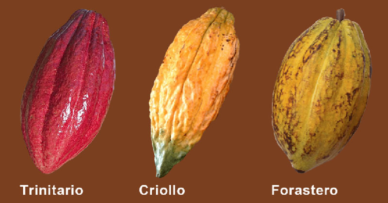 Cocoa Bean Type: Criollo Forastero Trinitario