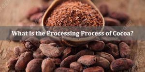 What is the Processing Process of Cocoa
