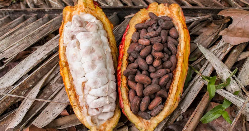 Harvesting and Fermentation of Cocoa