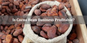Is Cocoa Bean Business Profitable