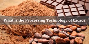 What is the Processing Technology of Cacao?