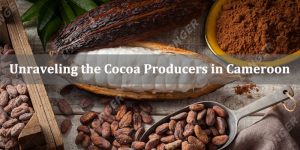 Unraveling the Cocoa Producers of Cameroon