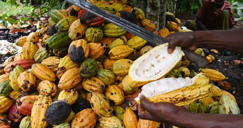Cocoa Industry in Cameroo