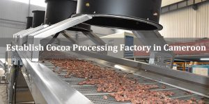 Help Customer Establish Cocoa Processing Factory in Cameroon