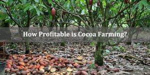 How Profitable is Cocoa Farming?