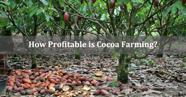 How Profitable Is Cocoa Farming A Profitability Analysis How Profitable Is Cocoa Farming A Profitability Analysis