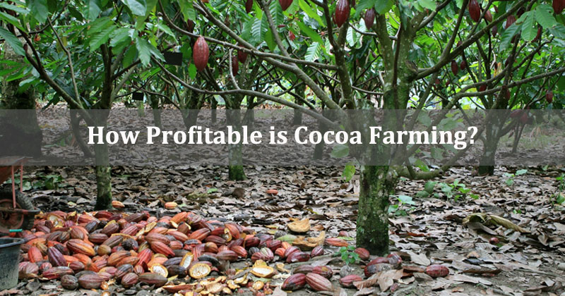 How Profitable is Cocoa Farming?