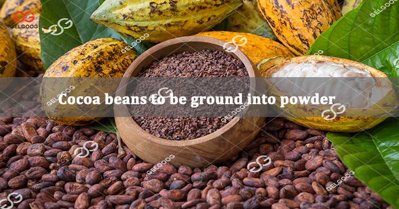 Cocoa beans to be ground into powder