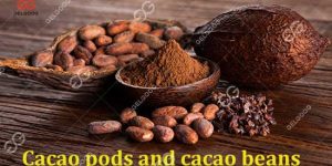 Cacao pods and cacao beans