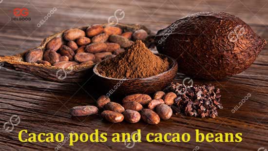 Bolsas de cacao y granos de cacao