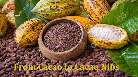 From Cacao to Cacao Nibs